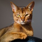 Abyssinian cat