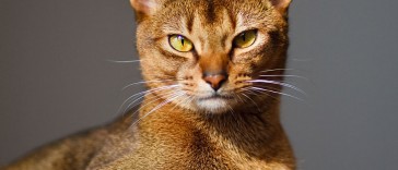 Abyssinian cat