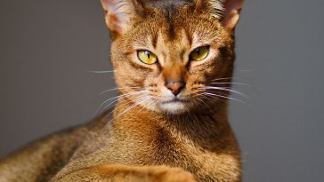 Abyssinian cat