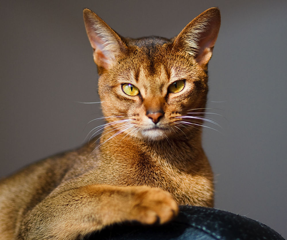 Abyssinian cat