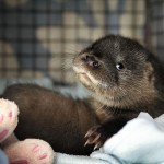 baby-otter