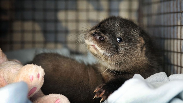 baby-otter