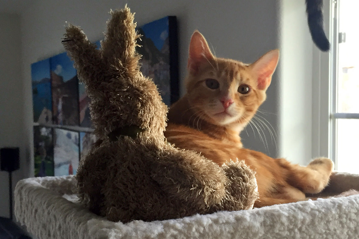 bunny cat
