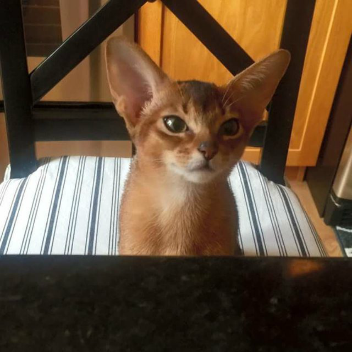 cat 1