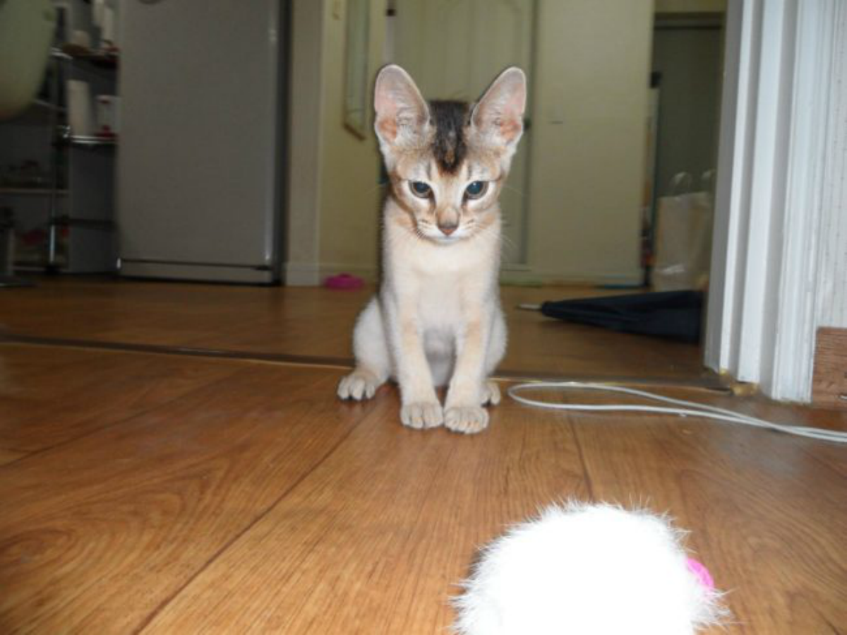 cat 10