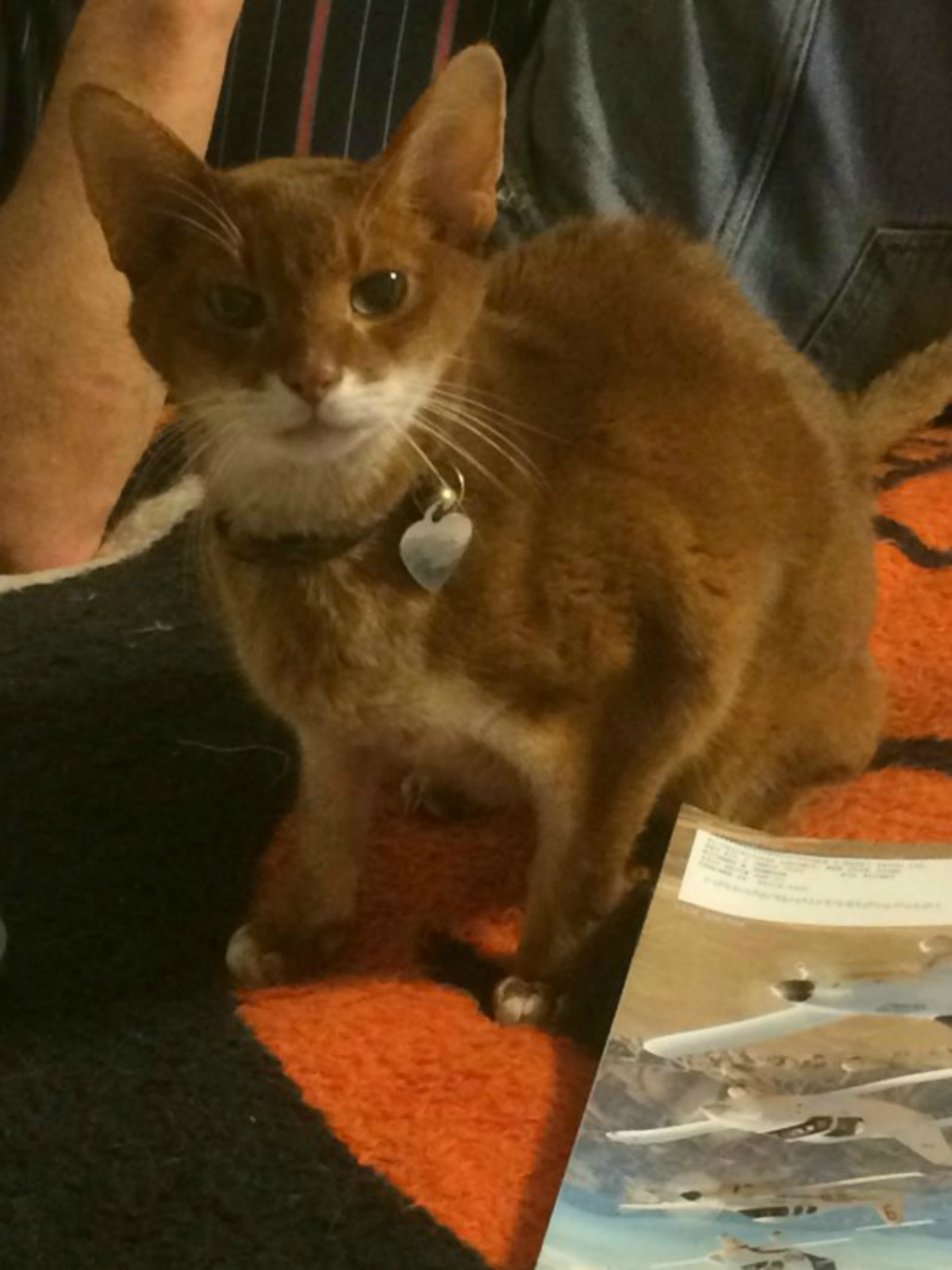 cat 2