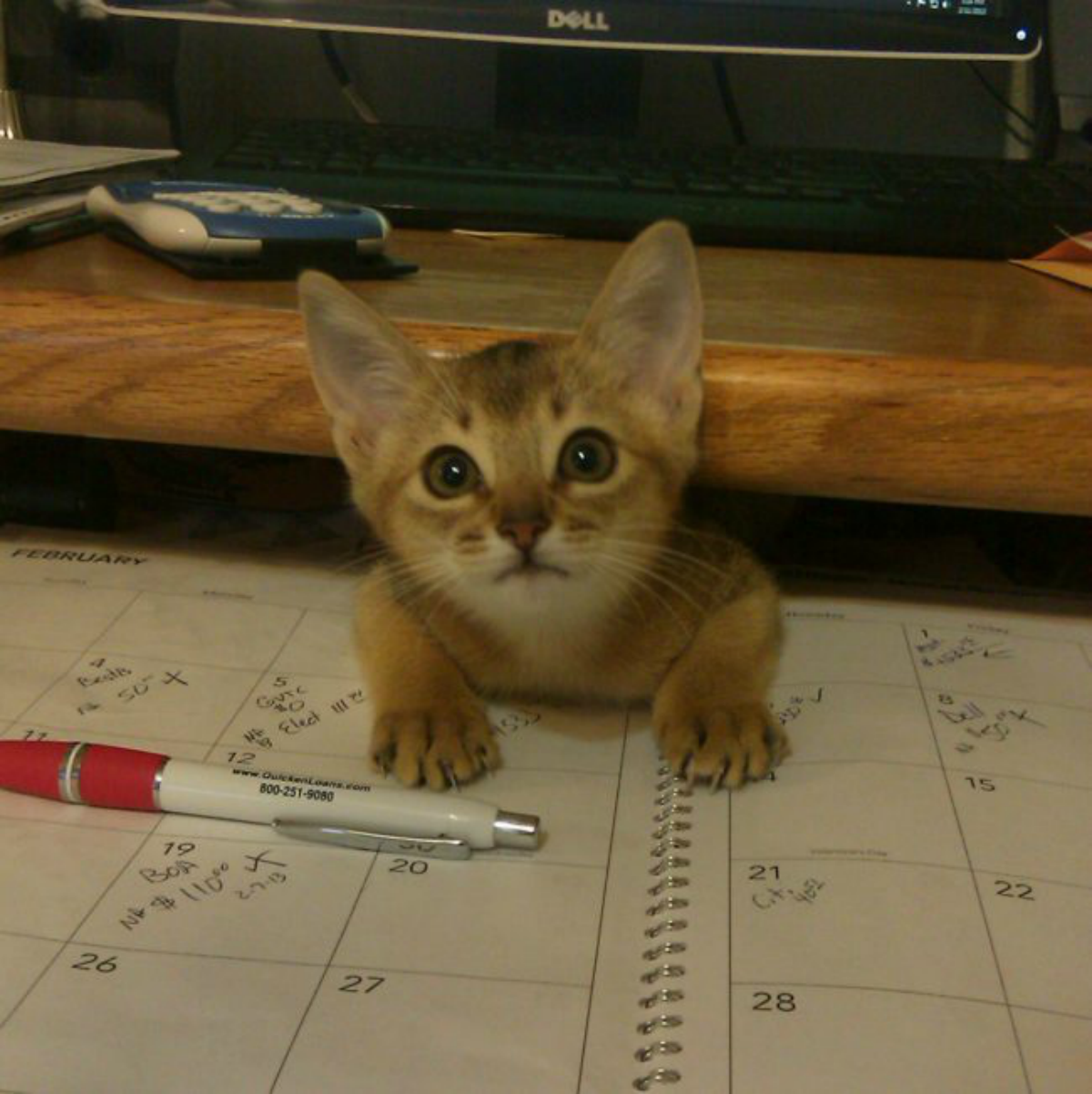 cat 3