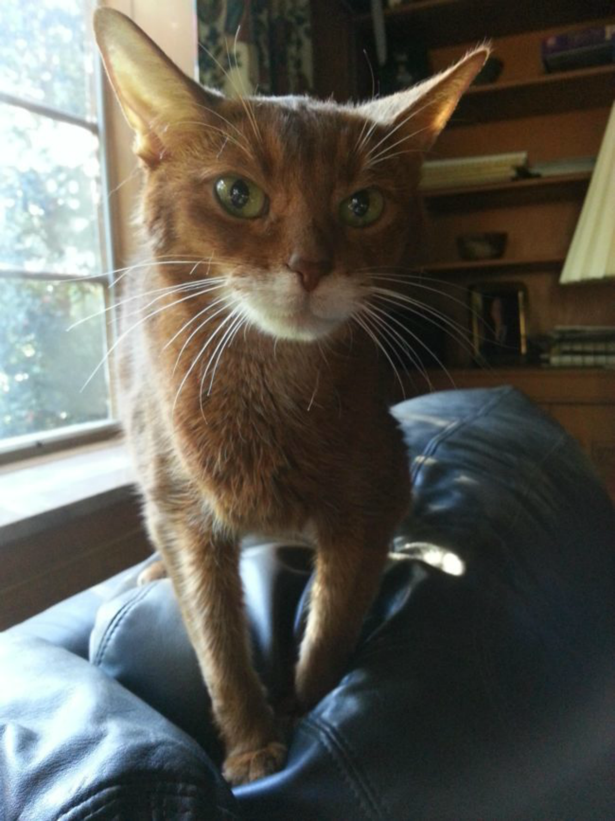 cat 5