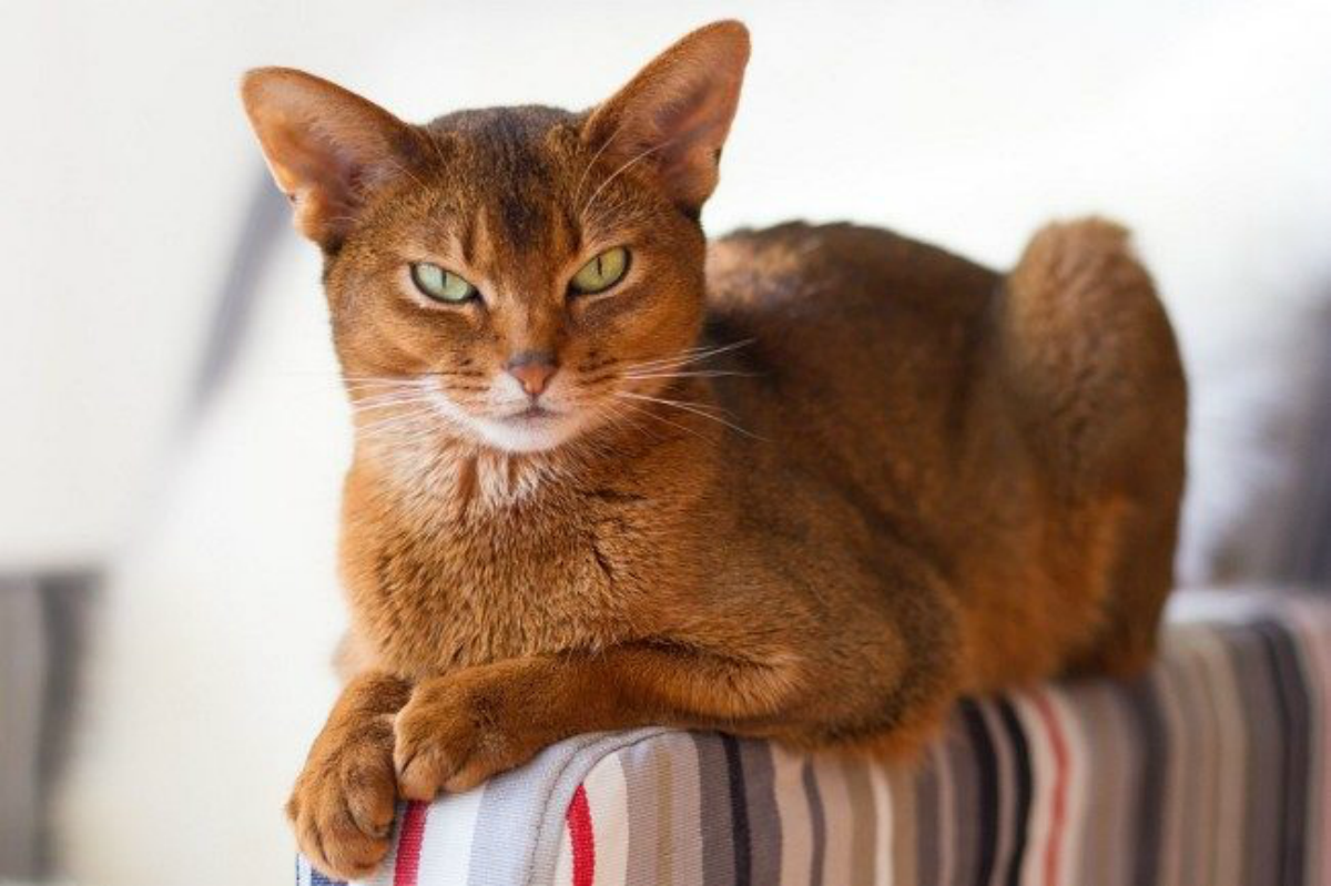 cat 7