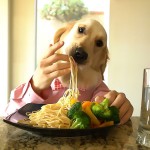 dog-chef