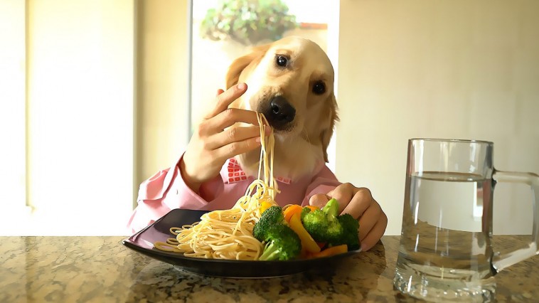 dog-chef
