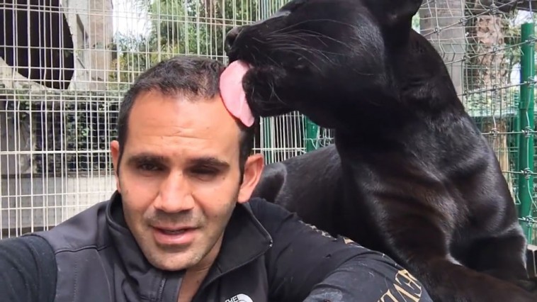eduardo-serio-big-cats