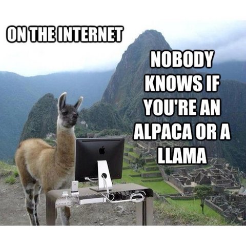 llamas