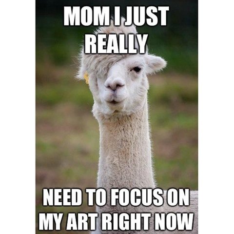 llama