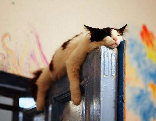 cat sleeping in crazy position