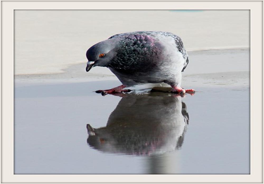 pigeon mirror