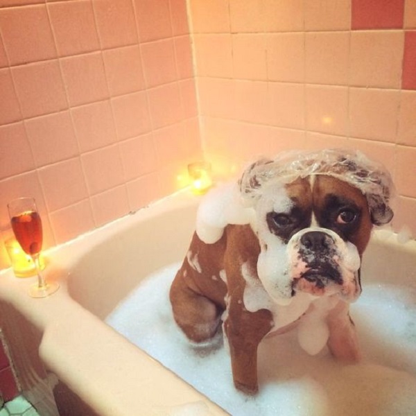 dog in the shower