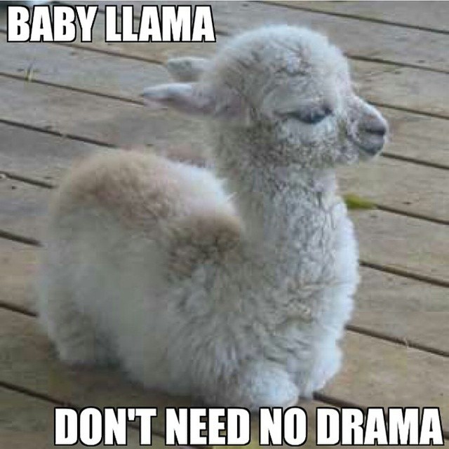 llamas