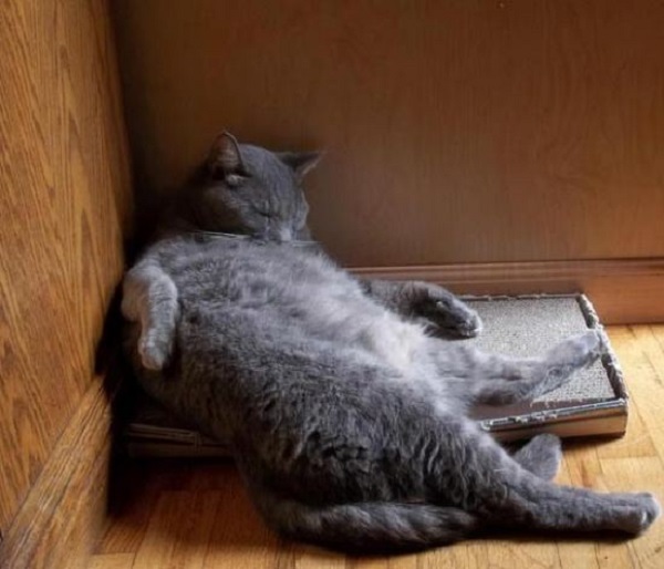 cat sleeping in crazy position