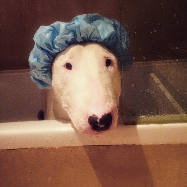 dog in the shower