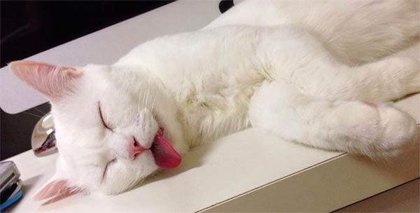 cat sleeping in crazy position