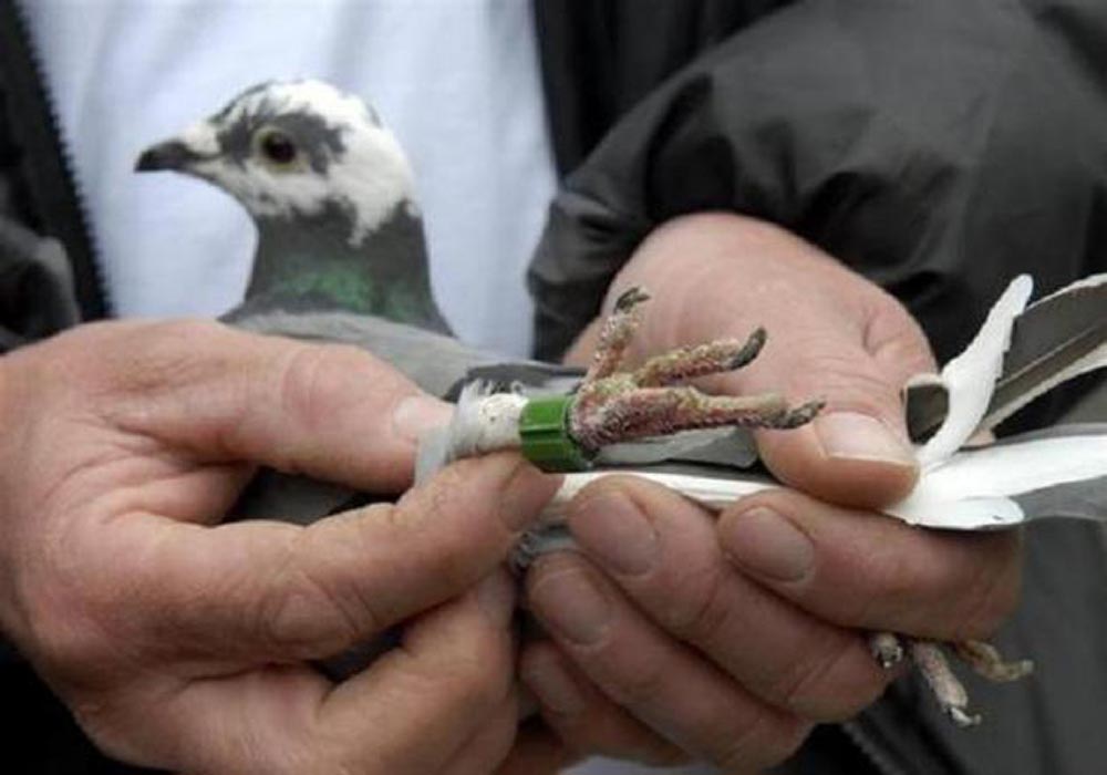 carrier pigeon