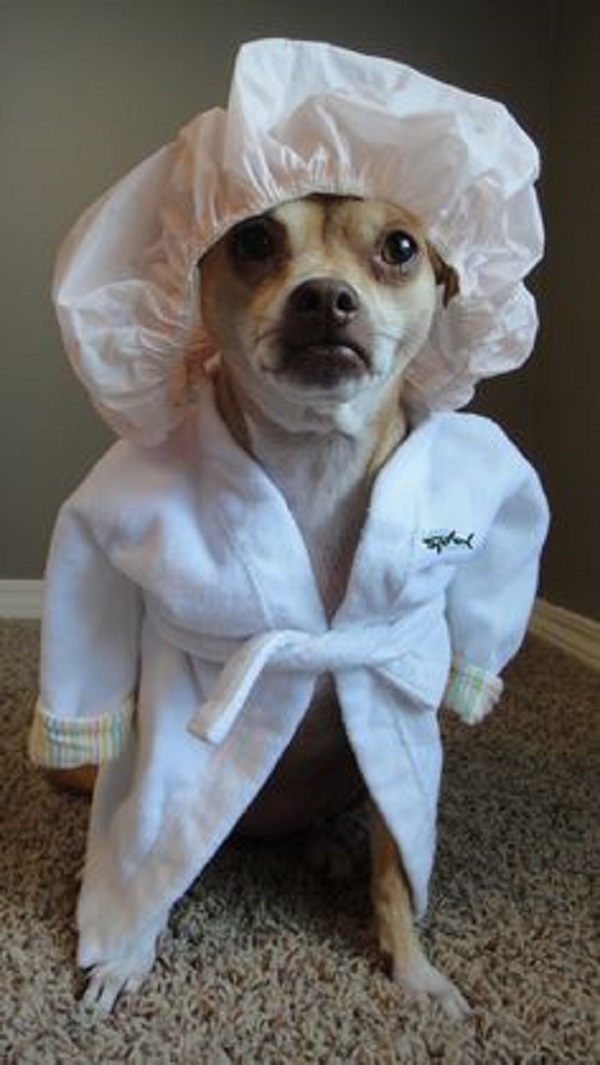 dog in shower cap