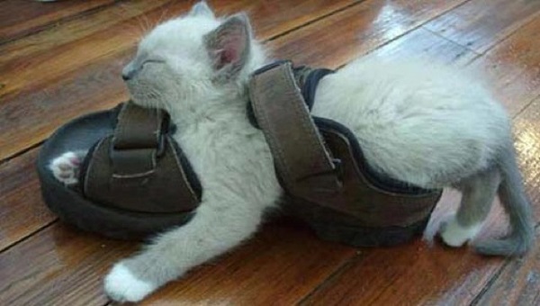 cat sleeping in crazy position