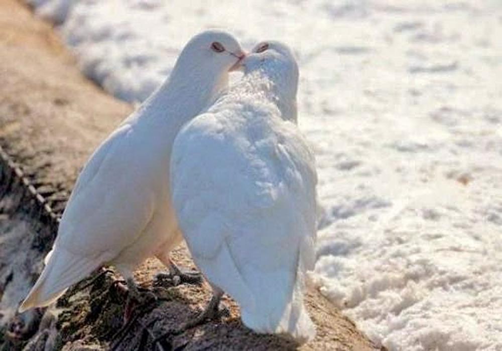 pigeon love