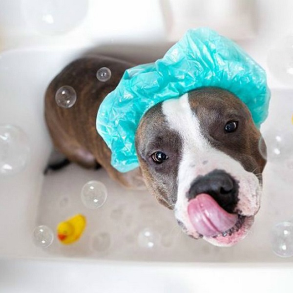 dog in shower cap