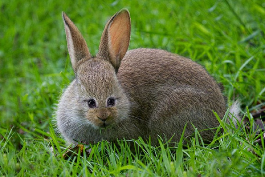 animals with the eyes in the front of their skull