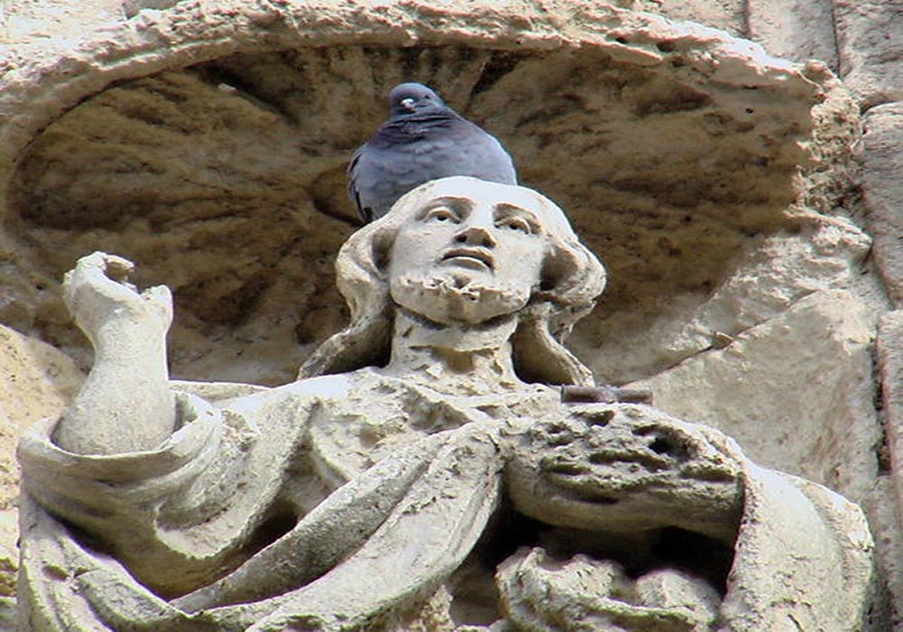 pigeon jesus