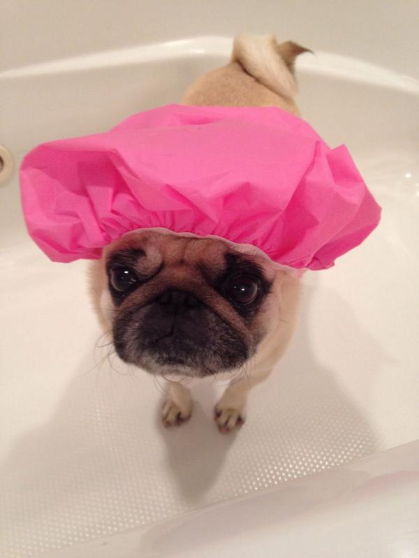 dog in shower cap