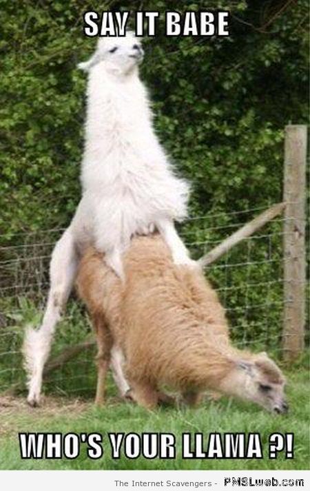 llama