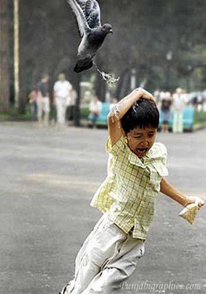 pigeon poop