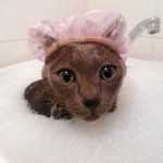 cat in the shower