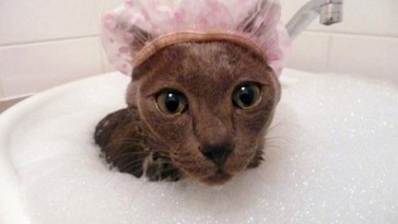 cat in the shower