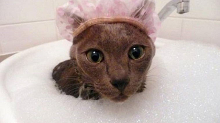 cat in the shower