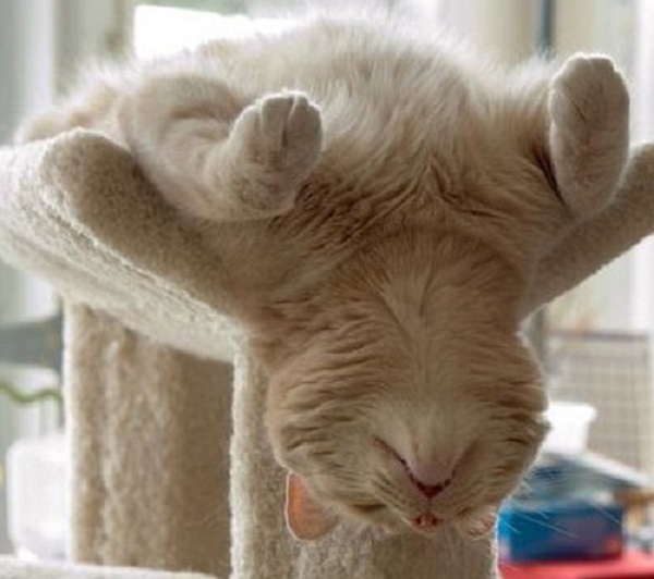 cat sleeping in crazy position