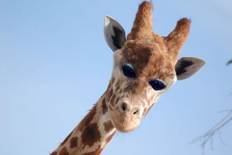 animals funny eyes