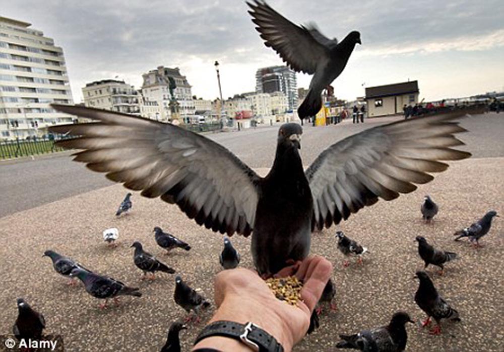 pigeon