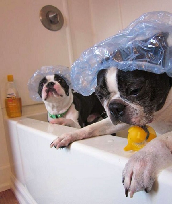 dogs in the shower