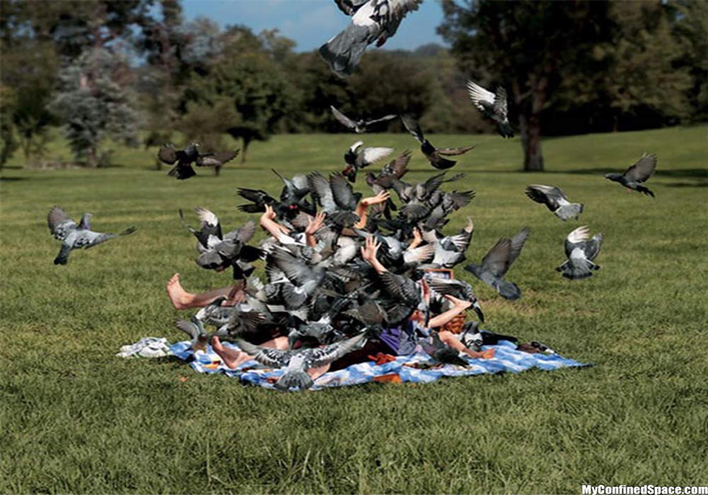 pigeon group