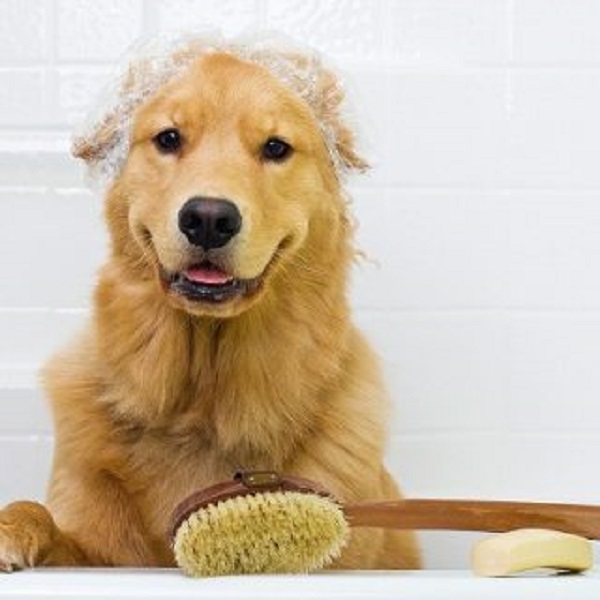 dog in the shower