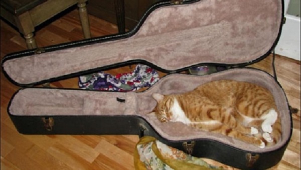 cat sleeping in crazy position
