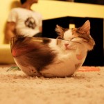 cat sleeping in crazy position