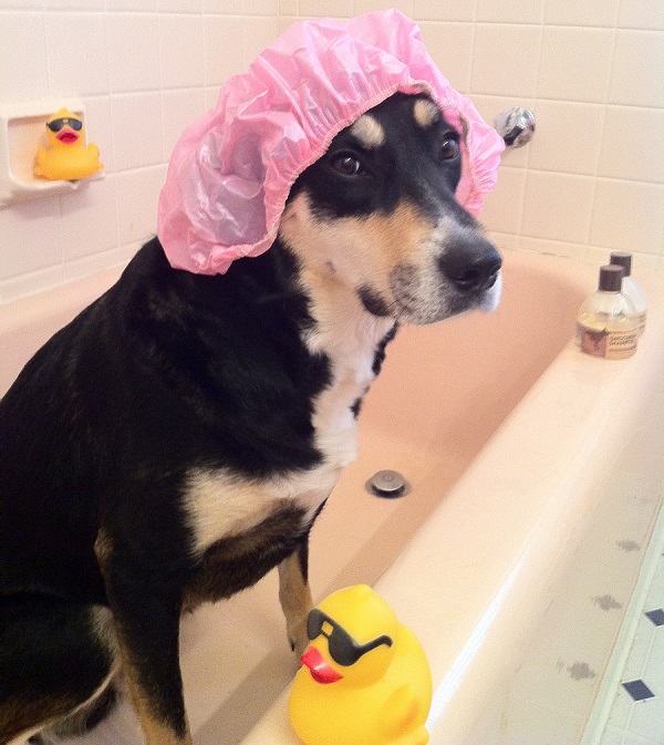 dog in the shower
