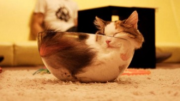 cat sleeping in crazy position