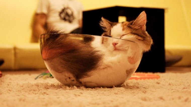 cat sleeping in crazy position