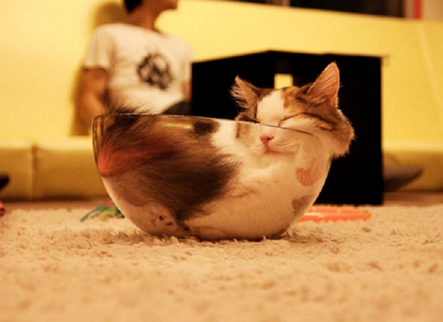 cat sleeping in crazy position